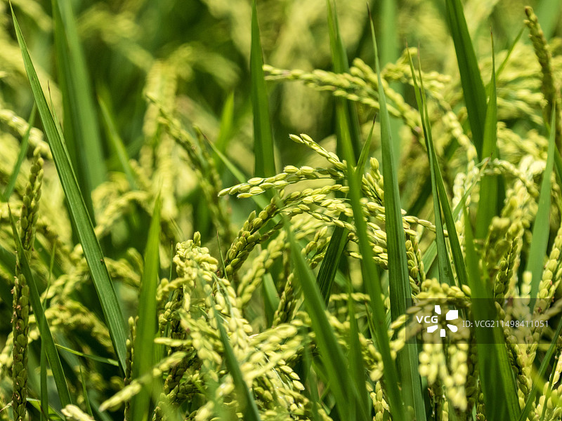 实拍稻田里的稻穗，成熟期稻穗图片素材