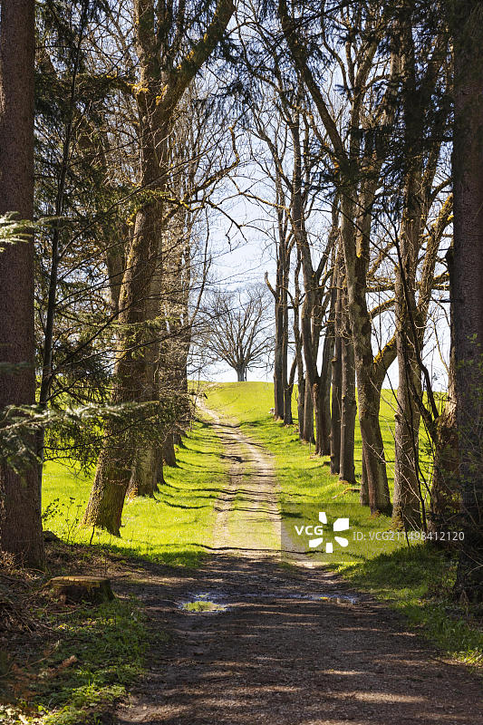 德国巴伐利亚米斯巴赫附近的森林小路图片素材