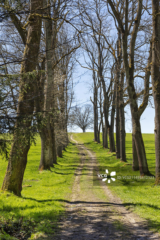 德国巴伐利亚米斯巴赫附近的森林小路图片素材