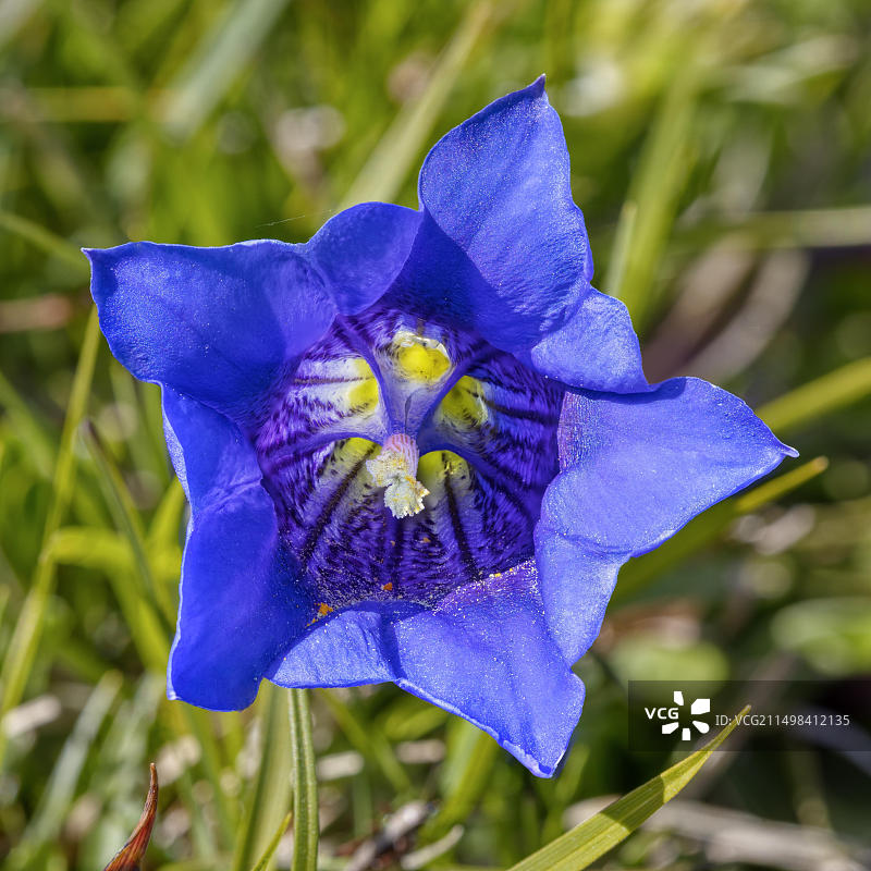 龙胆花，盛开图片素材