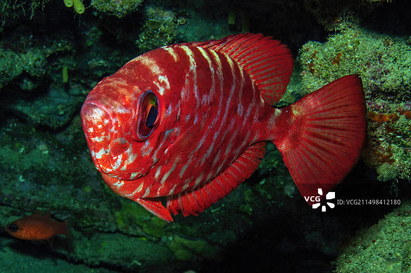 大西洋红眼鲷特写，藏身于西班牙加那利群岛礁石洞穴中图片素材