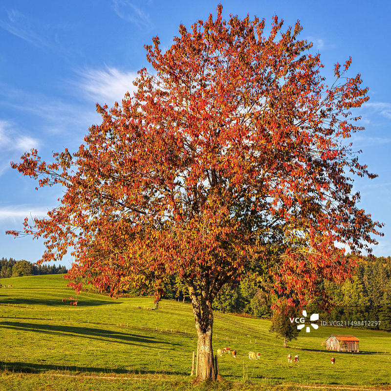 德国巴伐利亚的秋树图片素材