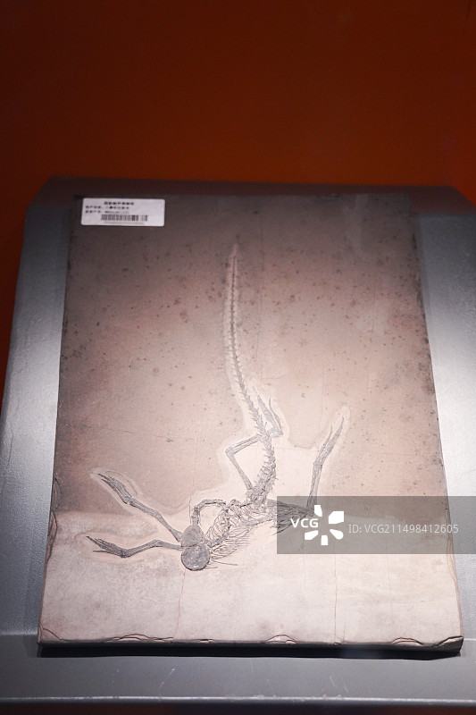 国家海洋博物馆藏树池龙化石图片素材