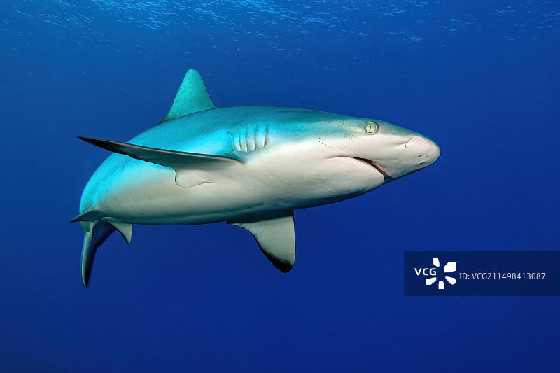 雌性灰礁鲨畅游于太平洋，加罗林群岛，雅浦岛，密克罗尼西亚联邦，澳大利亚，大洋洲图片素材