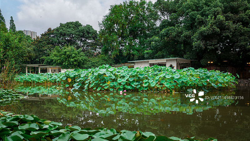 上海 卢湾区 复兴公园(思南路) 荷花池 夏日景色图片素材