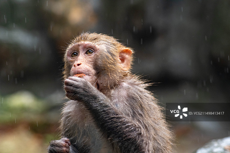 广州动物园雨中的猴子图片素材