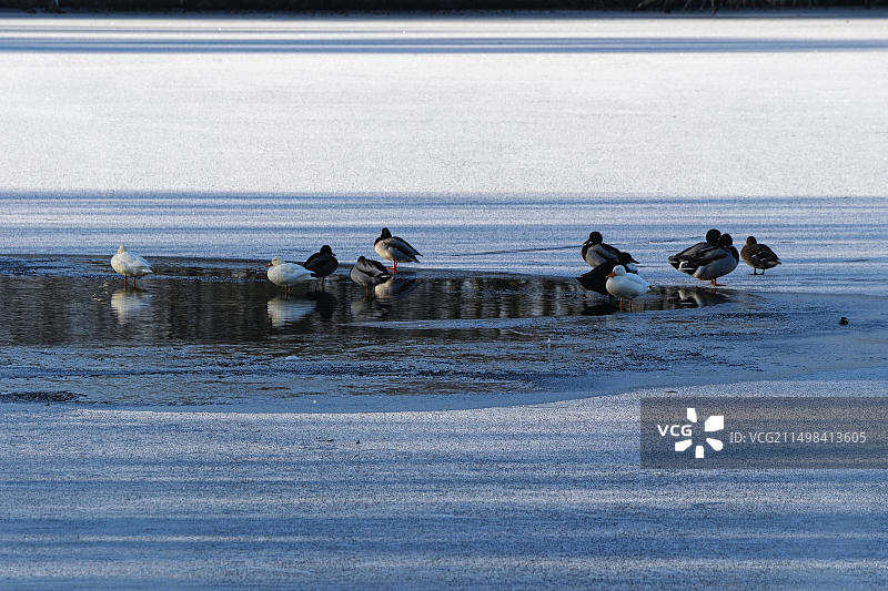 汉堡桑德布拉克冰冻湖泊水坑中的水禽、鸭子和海鸥，德国北部，欧洲图片素材
