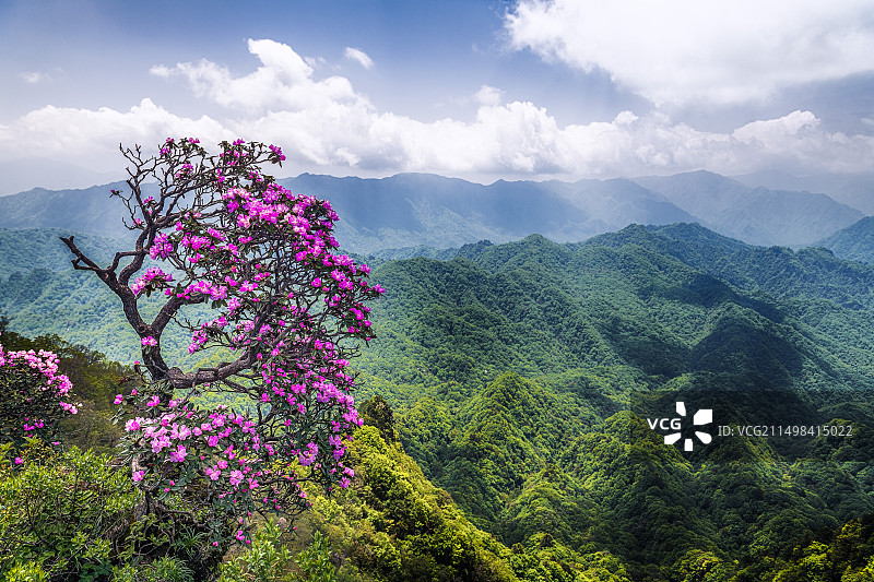 米仓山高山杜鹃花图片素材