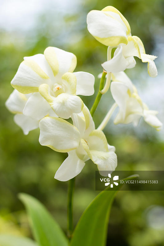 具有散景效果的美丽兰花图片素材