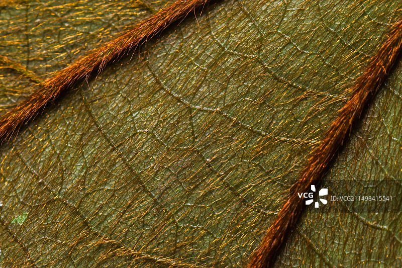 树叶的微距特写细节图片素材