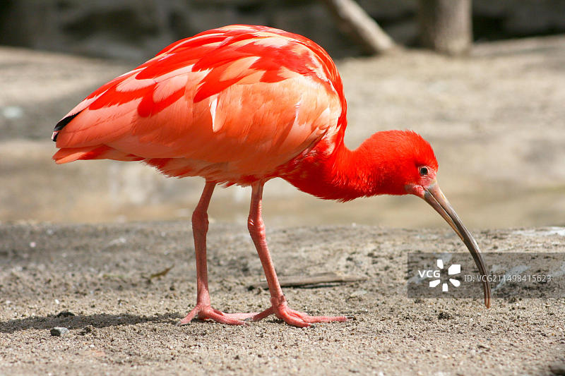 觅食中的鲜红朱鹭图片素材