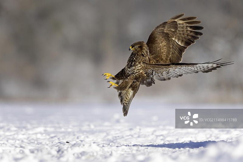草原鵟（Buteo buteo）在德国萨克森-安哈尔特州易北河景观觅食狩猎图片素材