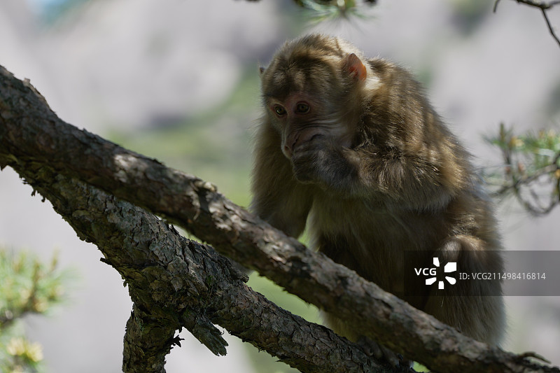 黄山短尾猴图片素材