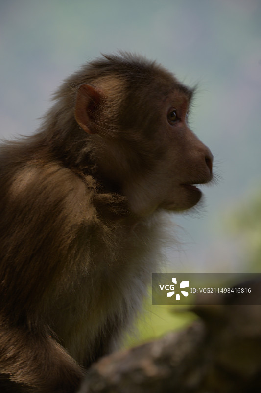 黄山短尾猴图片素材