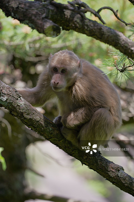 黄山短尾猴图片素材