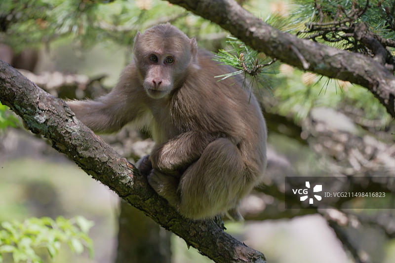 黄山短尾猴图片素材