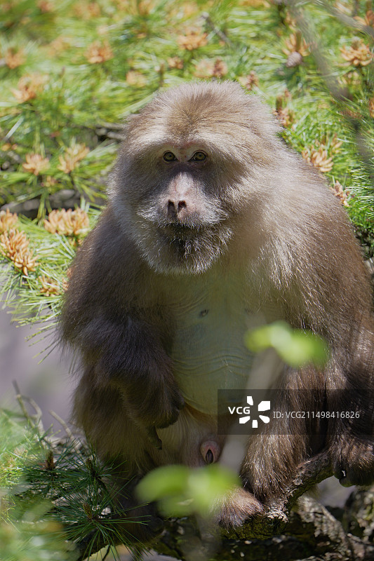 黄山短尾猴图片素材