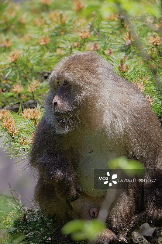 黄山短尾猴图片素材