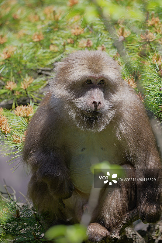 黄山短尾猴图片素材