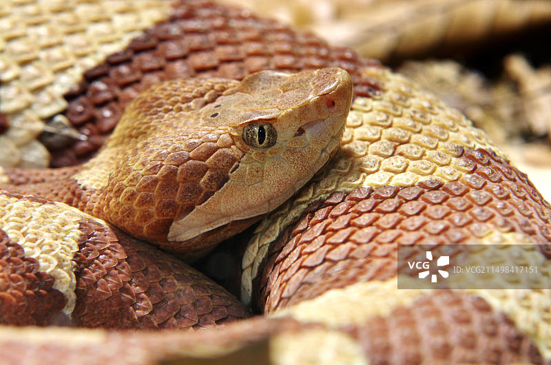 北美铜头蛇图片素材