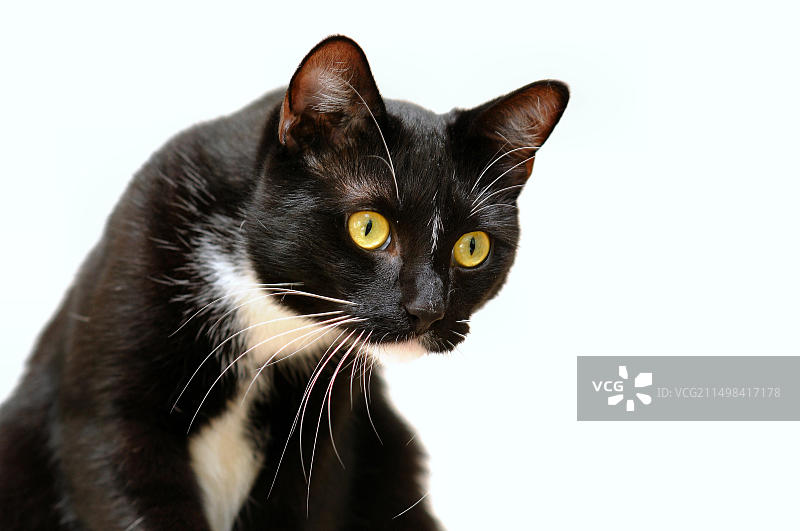 好奇的公猫图片素材