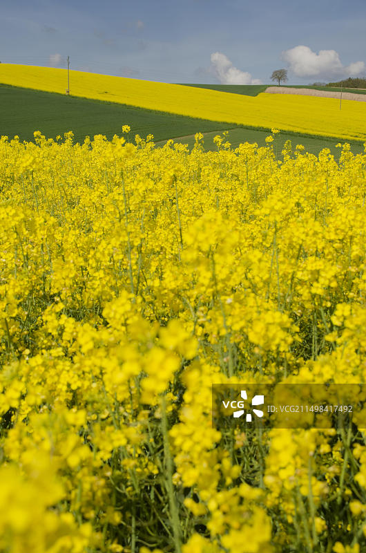 克莱希高地区的典型丘陵景观，辛斯海姆，春季，油菜田，莱茵-内卡地区，巴登-符腾堡州，德国，欧洲图片素材