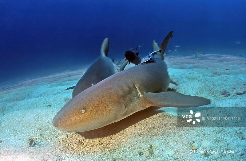 大西洋护士鲨，加勒比海，巴哈马群岛，中美洲图片素材