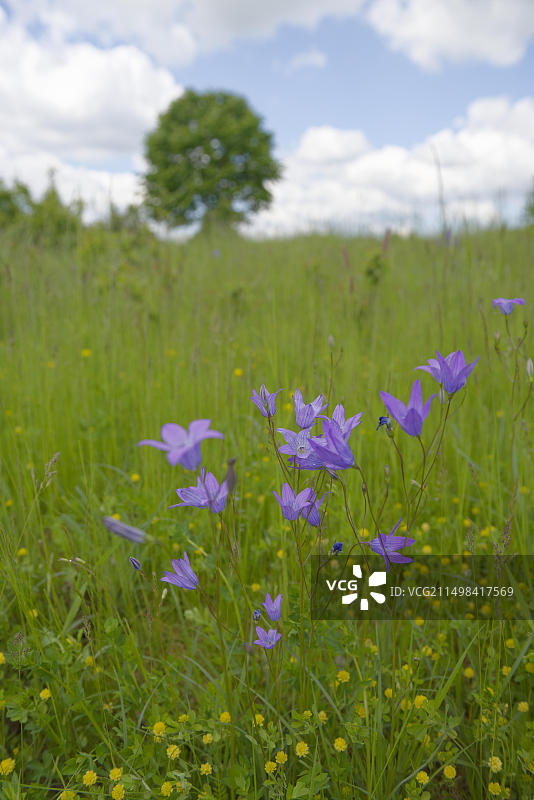 德国巴登-符腾堡州霍恩洛厄的春日草甸风光图片素材