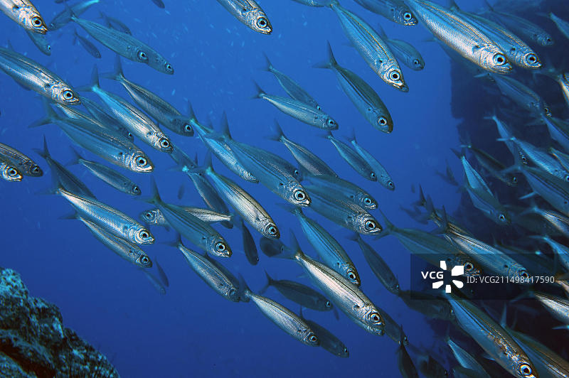 大西洋沙丁鱼群特写，西班牙加那利群岛富埃特文图拉岛图片素材