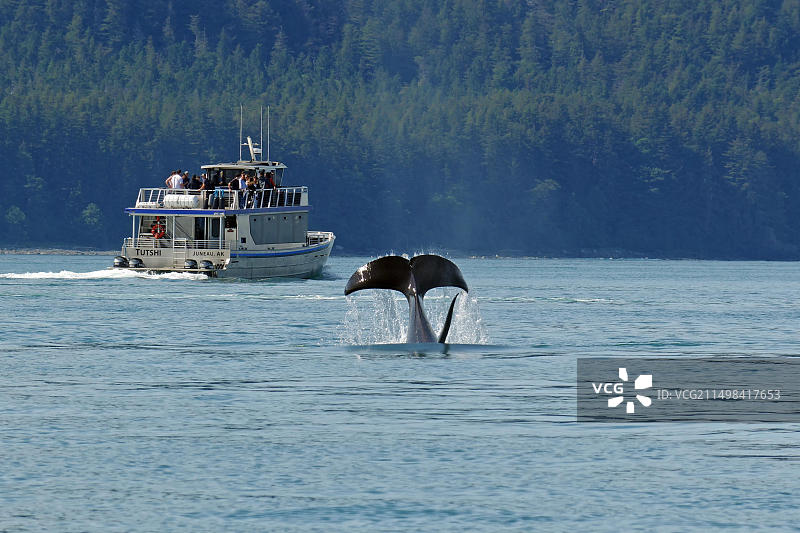 座头鲸的尾叶，位于阿拉斯加朱诺内通道的观鲸船前图片素材