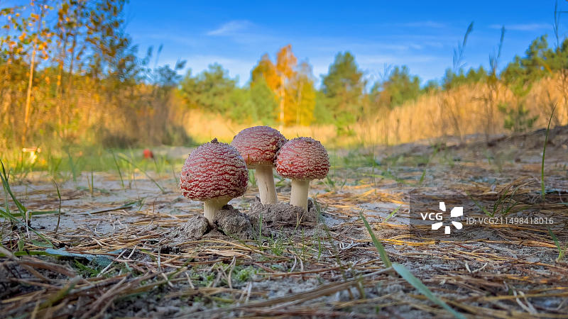 红色毒蝇伞，有毒蘑菇，红色带白色斑点，幸运蘑菇，子实体，毒性生物碱图片素材