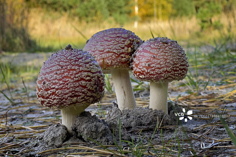 红色毒蝇伞，有毒蘑菇，红色带白色斑点，幸运蘑菇，子实体，毒性生物碱图片素材