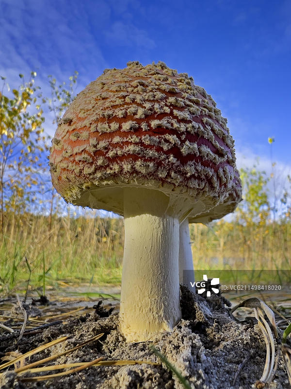 红色毒蝇伞，有毒蘑菇，红色带白色斑点，幸运蘑菇，子实体，毒性生物碱图片素材