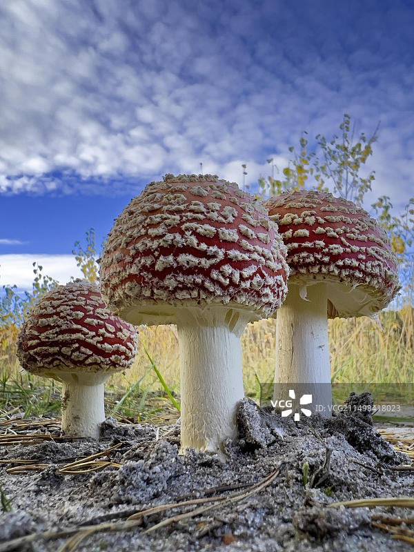 红色毒蝇伞，有毒蘑菇，红色带白色斑点，幸运蘑菇，子实体，毒性生物碱图片素材