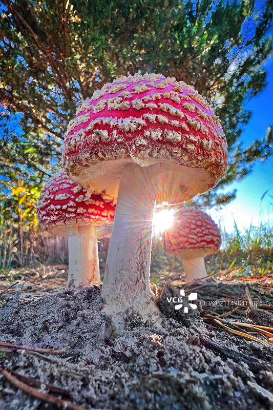 红色毒蝇伞，有毒蘑菇，红色带白色斑点，幸运蘑菇，子实体，毒性生物碱图片素材