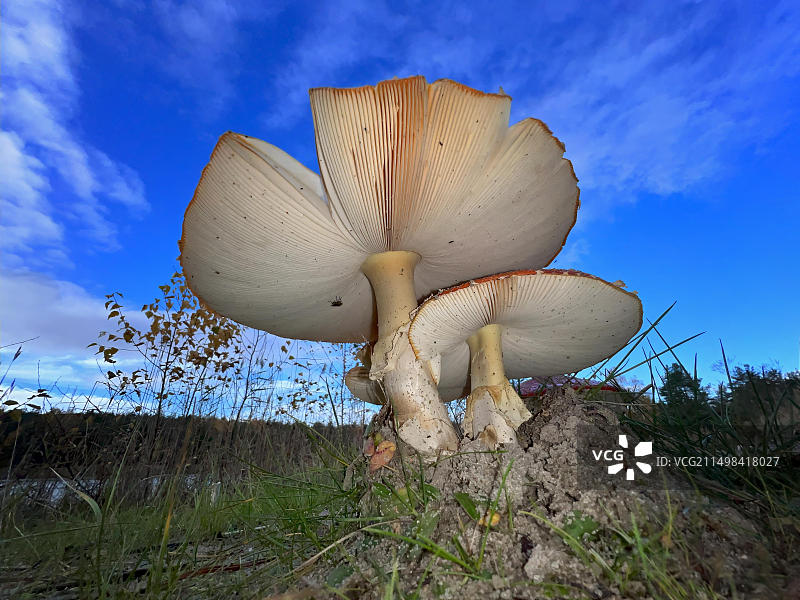 红色毒蝇伞，有毒蘑菇，红色带白色斑点，幸运蘑菇，子实体，毒性生物碱图片素材