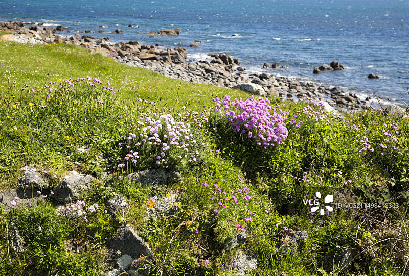 英国康沃尔郡海石竹图片素材