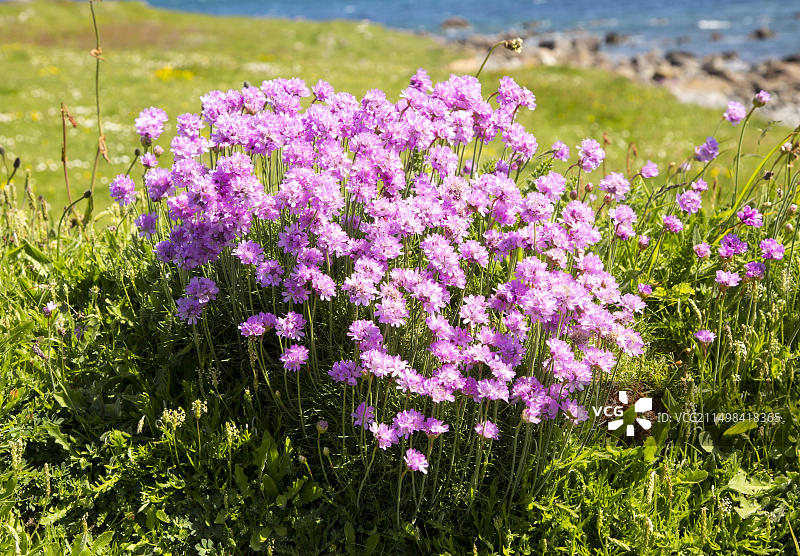 英国康沃尔郡海石竹图片素材