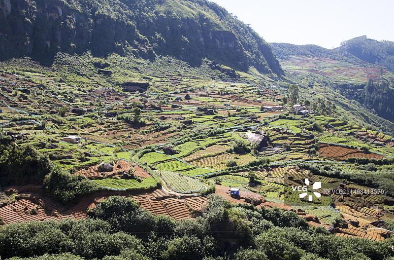 斯里兰卡中央省努瓦拉埃利亚附近，Ramboda密集耕作的山谷景观图片素材