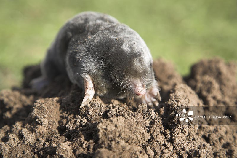 英国萨福克郡土堆上的死鼹鼠图片素材