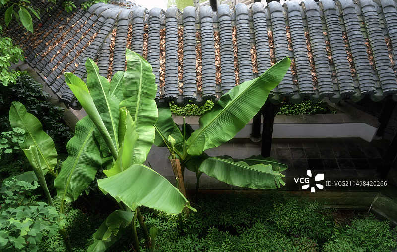 江南园林即--芭蕉，滁州全椒荒草圩农耕文化园图片素材