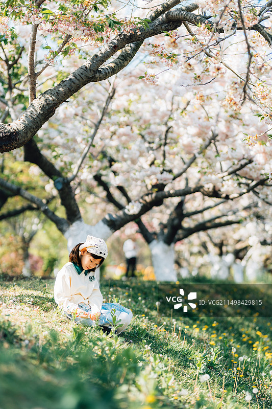 终于拍到了樱花——旅顺203樱花园图片素材