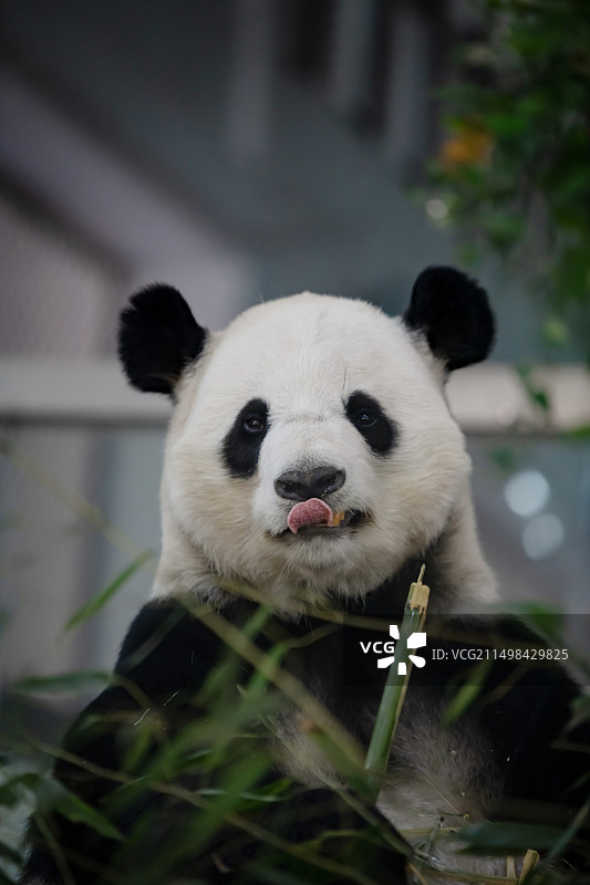 熊猫卖萌图片素材