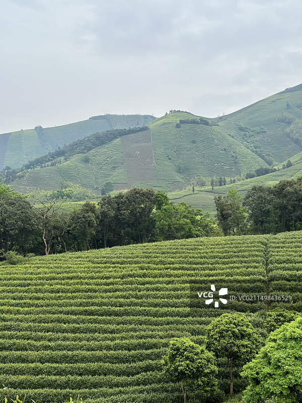 安吉白茶园图片素材