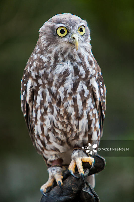 在澳大利亚维多利亚州观望四周的啸鹗图片素材
