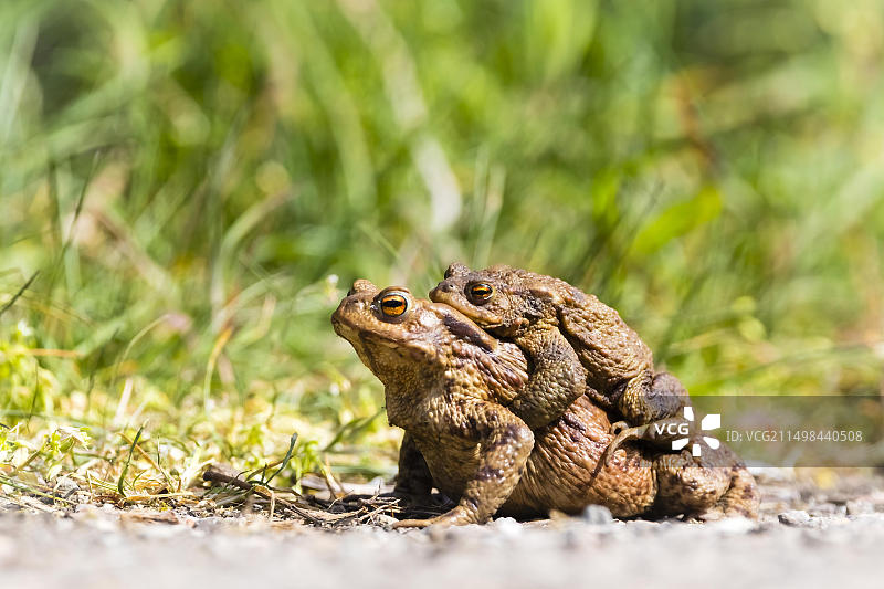两只正在繁衍的蟾蜍，下萨克森州，联邦德国图片素材