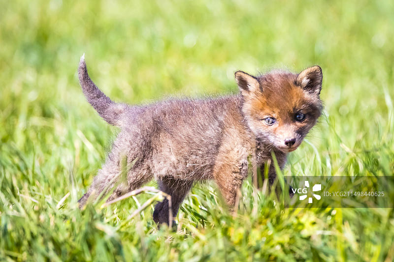 下萨克森的幼狐，德国图片素材