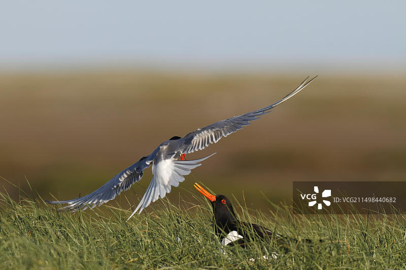 普通燕鸥攻击欧亚蛎鹬，领地行为，德国下萨克森瓦登海国家公园图片素材