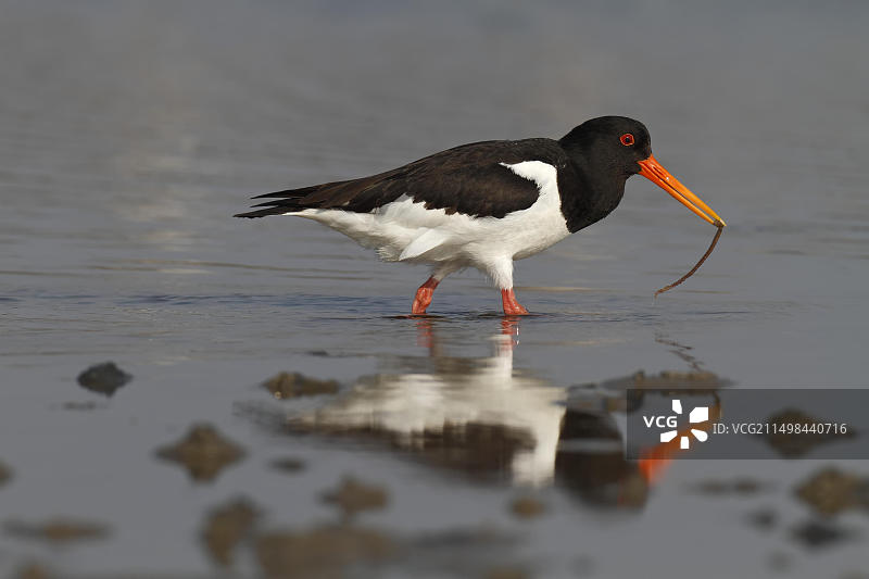 在下萨克森瓦登海国家公园觅食的欧亚蛎鹬图片素材