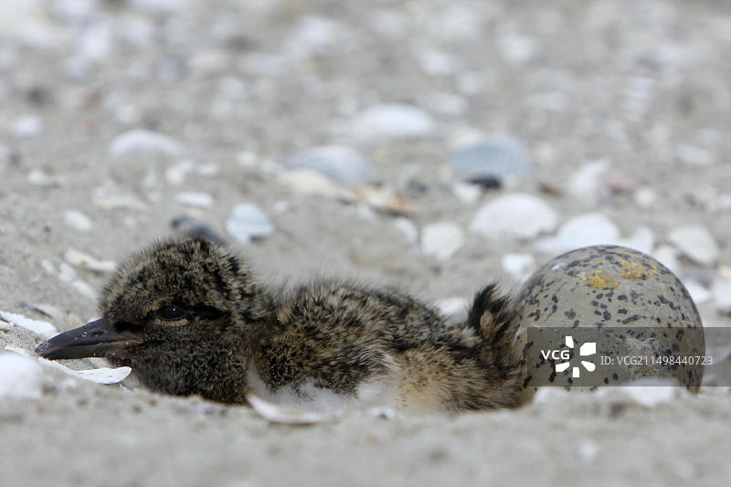 海滩上跳跃的欧亚蛎鹬幼鸟和蛋，下萨克森瓦登海国家公园，东弗里西亚群岛，德国图片素材